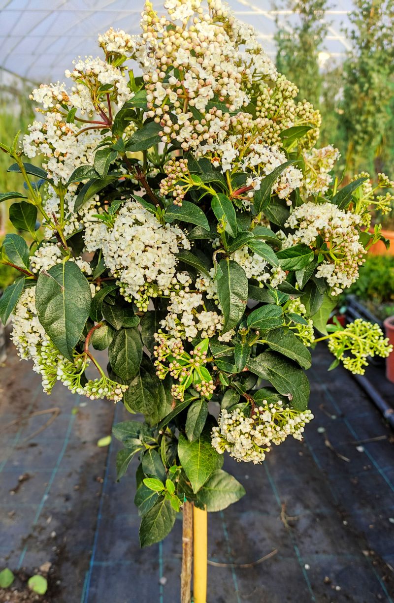 Viburnum tinus mini kmeň